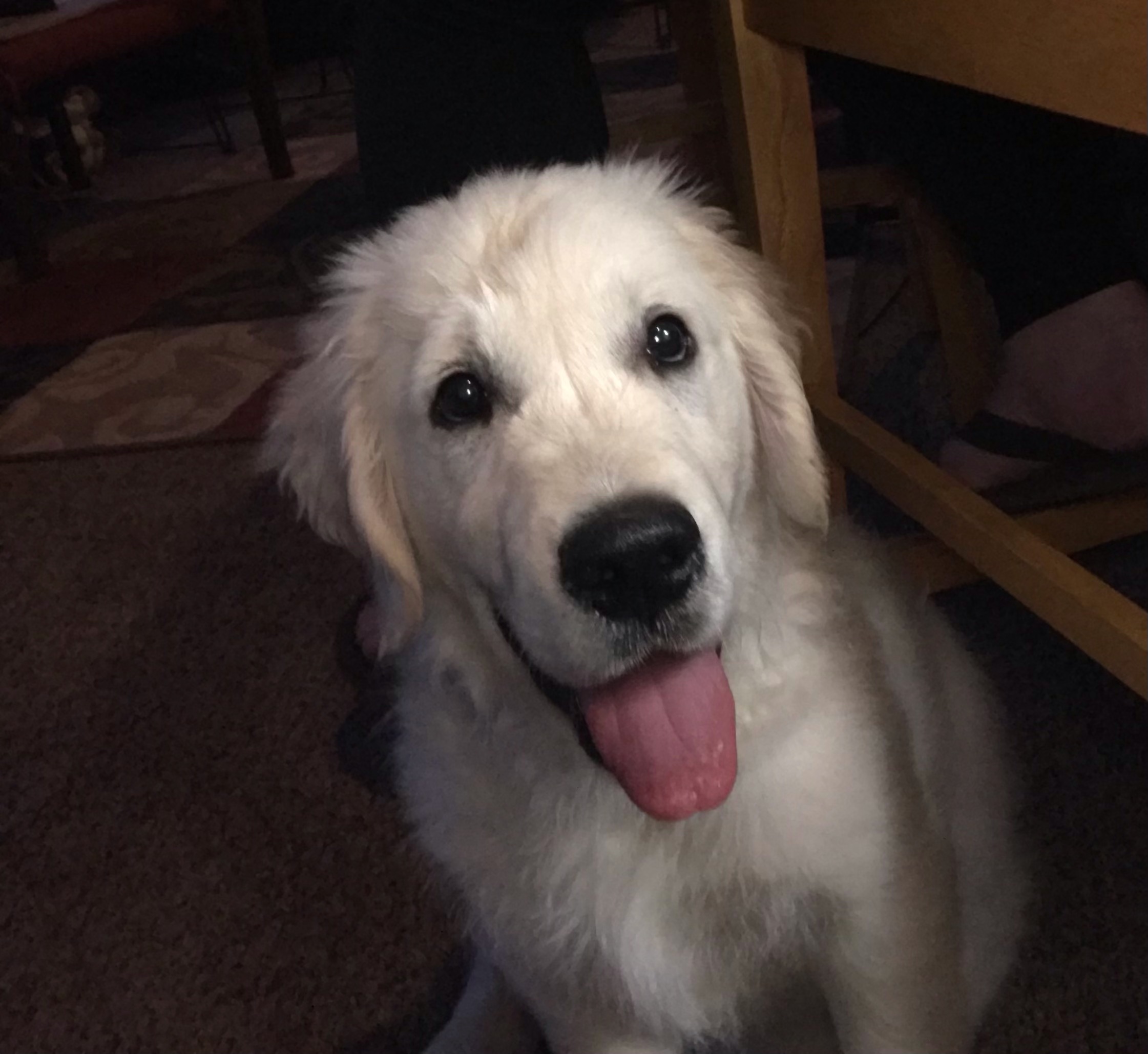 Boone the Golden Retriever