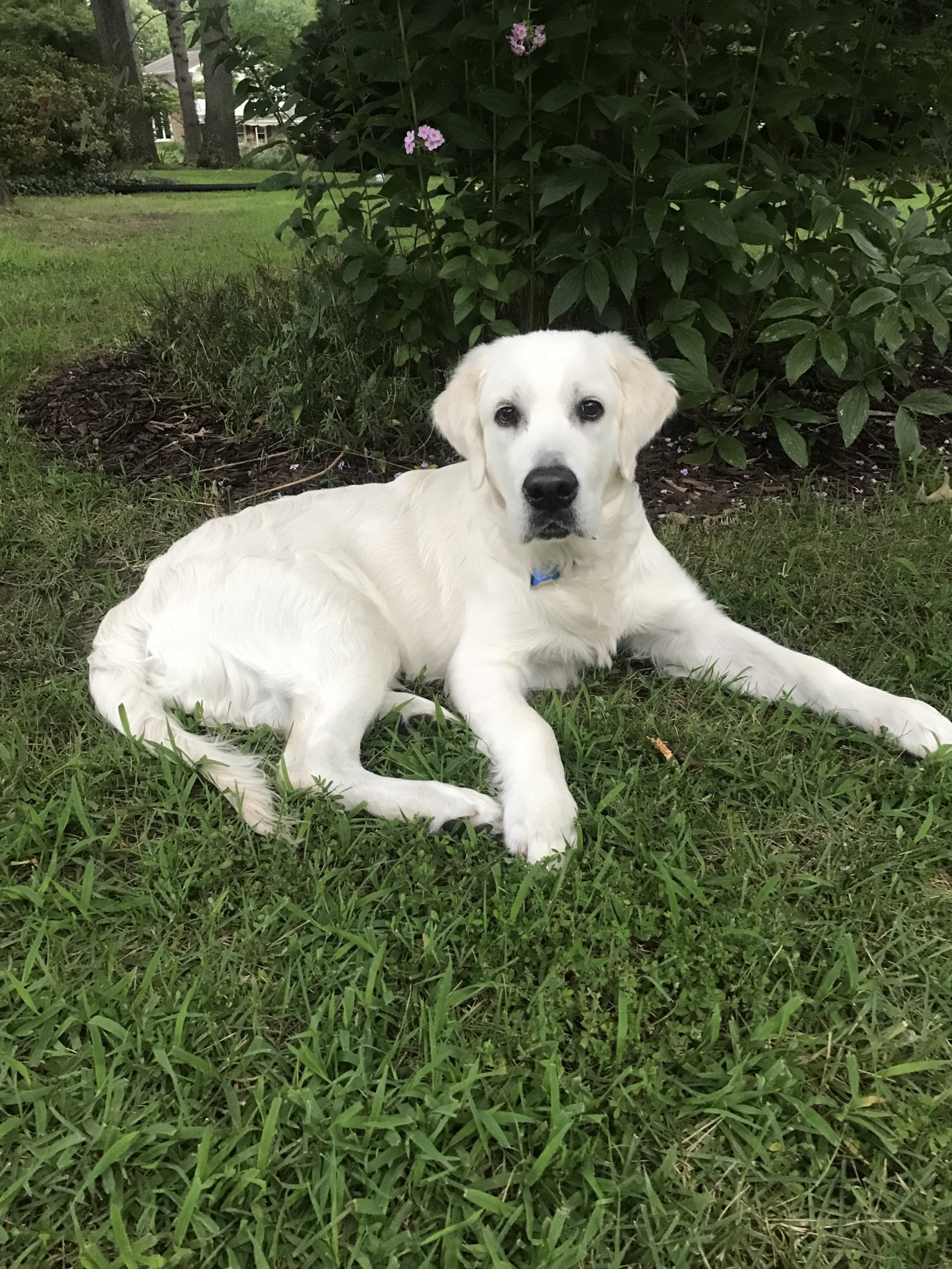 Gus the Golden Retriever