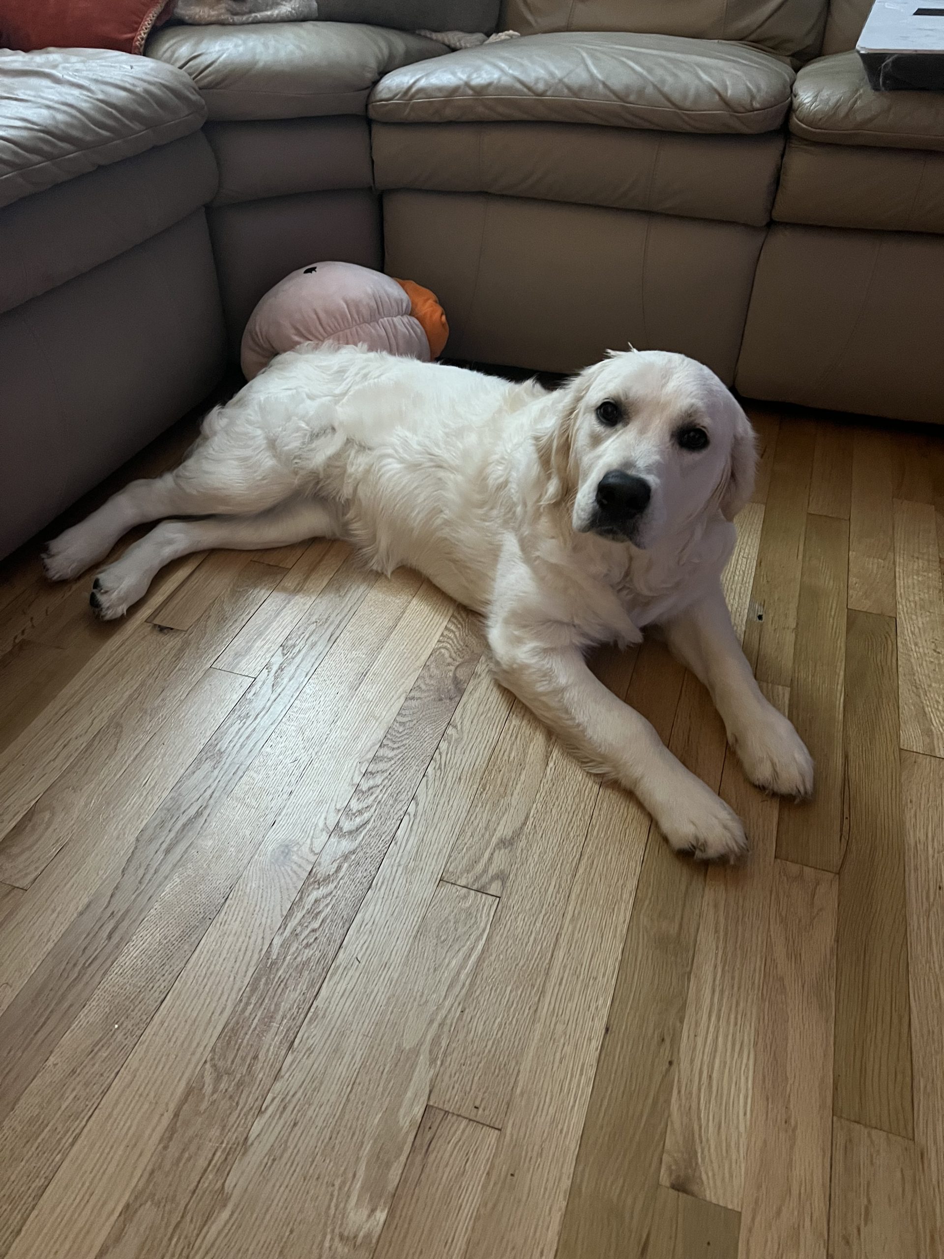 Stella the Golden Retriever