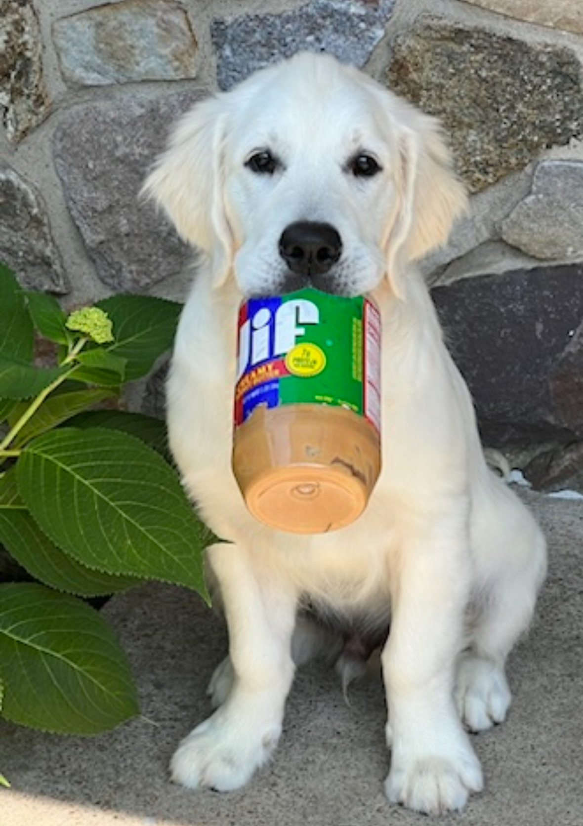 Casey the Golden Retriever