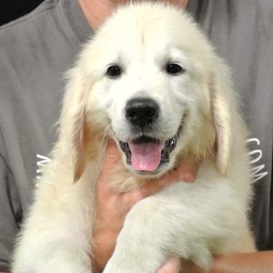 Beau 11 Wks