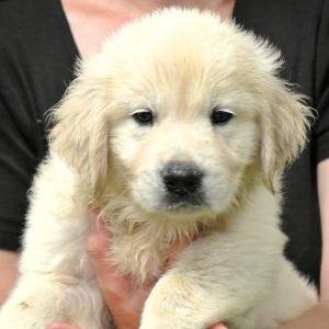 Blue- 7 wks