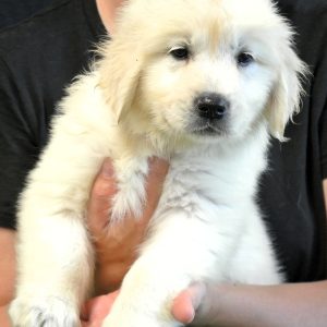 Bella- 8 wks