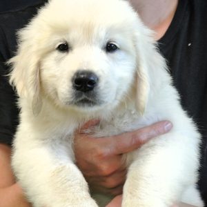 Maddie- 8 wks
