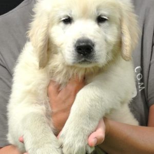 Liam- 9 wks
