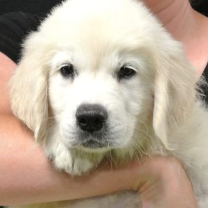 Gus- 10 wks