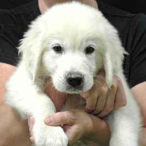 Wyatt- 11 wks