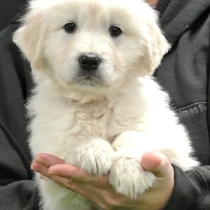 Rocky 8 Wks
