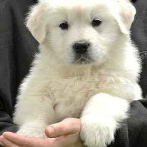 Ryder 8 Wks