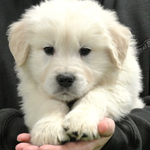 Beau 9 Wks