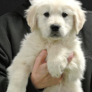 Cooper 10 Wks