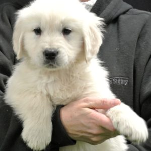 Teddy 10 Wks