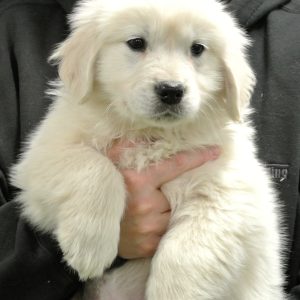 Max 10 Wks
