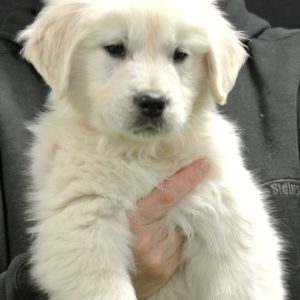 Buddy 10 Wks