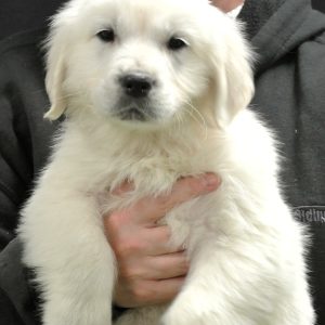 Blue 10 Wks